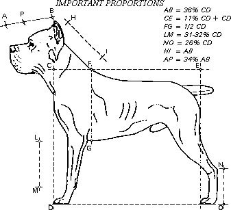 how tall are cane corso on back legs? 2